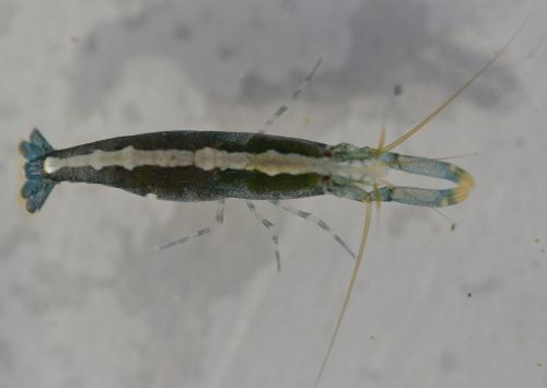 Athanas nitescens